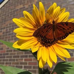 Meet your Posher, Cheryl